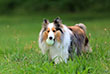Sheltie dog with tennis ball in mouth