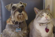 Rabies Clinic Icon