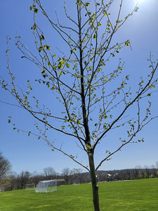 Sycamore tree planted