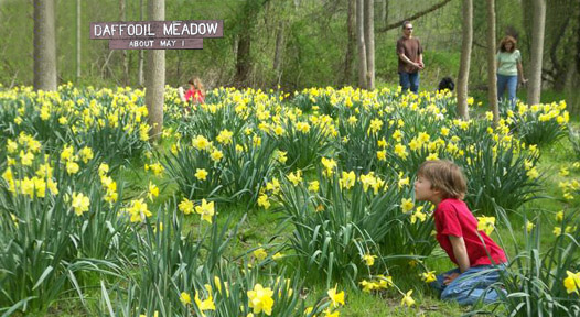 Daffodil Meadow