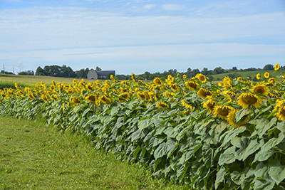 Sunflowers Hokins Farm