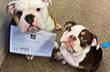 Two bulldogs with dog license form