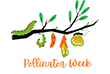 Pollinator Week webicon - life cycle of butterfly