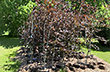 Copper Beech Tree Saplings available